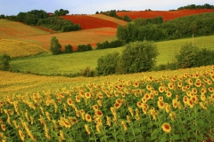 105-1057335_hd-wallpaper-sunflower-farm