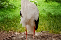 Young stork feather bird
