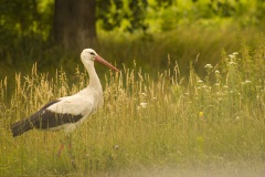 2018Animals___Birds_Stork_walking_on_green_high_grass_122431_