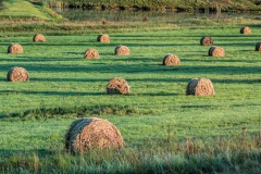 Round bales of fodder