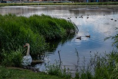 Liebiadziny_reserve_Belarus_35_—_Swan_and_ducks