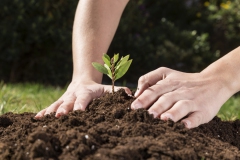 gardening-hands-planting