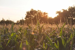 grass-plant-sunset-field-meadow-prairie-sunlight-morning-flower-food-crop-autumn-corn-agriculture-stalk-grassland-plantation-maize-rural-area-grass-family-109880