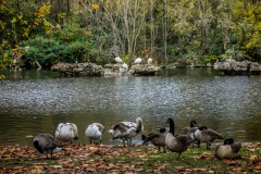 nature-bird-lake-river-pond-wildlife-fauna-duck-waterfowl-water-bird-ducks-geese-and-swans-146463