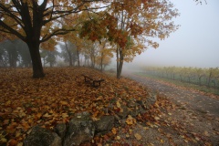 noiabr-osen-listva-listopad-autumn-fall-leaves-november