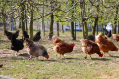 outdoor-bird-healthy-chicken-fowl-fauna-poultry-galliformes-vertebrate-spout-chickens-phasianidae-food-empire-736690