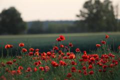 red-poppies-5206943
