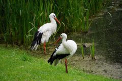 storks-lake-pond-park-nature-wallpaper